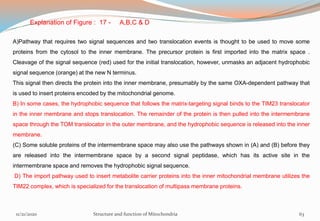 A)Pathway that requires two signal sequences and two translocation events is thought to be used to move some
proteins from the cytosol to the inner membrane. The precursor protein is first imported into the matrix space .
Cleavage of the signal sequence (red) used for the initial translocation, however, unmasks an adjacent hydrophobic
signal sequence (orange) at the new N terminus.
This signal then directs the protein into the inner membrane, presumably by the same OXA-dependent pathway that
is used to insert proteins encoded by the mitochondrial genome.
B) In some cases, the hydrophobic sequence that follows the matrix-targeting signal binds to the TIM23 translocator
in the inner membrane and stops translocation. The remainder of the protein is then pulled into the intermembrane
space through the TOM translocator in the outer membrane, and the hydrophobic sequence is released into the inner
membrane.
(C) Some soluble proteins of the intermembrane space may also use the pathways shown in (A) and (B) before they
are released into the intermembrane space by a second signal peptidase, which has its active site in the
intermembrane space and removes the hydrophobic signal sequence.
D) The import pathway used to insert metabolite carrier proteins into the inner mitochondrial membrane utilizes the
TIM22 complex, which is specialized for the translocation of multipass membrane proteins.
Explanation of Figure : 17 - A,B,C & D
11/21/2020 Structure and function of Mitochondria 63
 