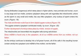 During fertilization (oogamous) which takes place in higher plants, many animals and human, ovum
is very large and non motile ,contains cytoplasm along with cell organelles like mitochondria ,where
as the sperm is very small and motile, has very little cytoplasm, only nucleus of sperm enters the
ovum. (Figure: -18)
The male and female nuclei fuse to form diploid zygote nucleus.(Figure:-19)
The zygote contains cytoplasm contributed mostly by ovum (Figure :-20)
Further development of embryo takes place by mitotic division of zygote.
The mitochondria are transmitted into daughter cells during cell division
Since mtDNA is found only in the cytoplasm, all of our mtDNA comes from our mother, not our
father.
As the embryo continues to develop into a full grown human, all of the cells in the resulting human
contain strictly the cytoplasm and mtDNA of the mother, not the father.
11/21/2020 Structure and function of Mitochondria 65
 