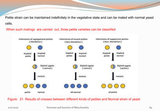Petite strain can be maintained indefinitely in the vegetative state and can be mated with normal yeast
cells.
When such matings are carried out, three petite varieties can be classified
Figure: 21 Results of crosses between different kinds of petites and Normal strain of yeast
11/21/2020 Structure and function of Mitochondria 69
 