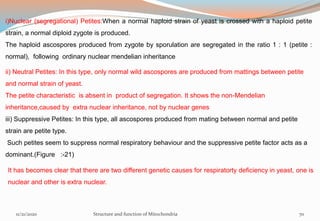 i)Nuclear (segregational) Petites:When a normal haploid strain of yeast is crossed with a haploid petite
strain, a normal diploid zygote is produced.
The haploid ascospores produced from zygote by sporulation are segregated in the ratio 1 : 1 (petite :
normal), following ordinary nuclear mendelian inheritance
ii) Neutral Petites: In this type, only normal wild ascospores are produced from mattings between petite
and normal strain of yeast.
The petite characteristic is absent in product of segregation. It shows the non-Mendelian
inheritance,caused by extra nuclear inheritance, not by nuclear genes
iii) Suppressive Petites: In this type, all ascospores produced from mating between normal and petite
strain are petite type.
Such petites seem to suppress normal respiratory behaviour and the suppressive petite factor acts as a
dominant.(Figure :-21)
11/21/2020 Structure and function of Mitochondria 70
It has becomes clear that there are two different genetic causes for respiratorty deficiency in yeast, one is
nuclear and other is extra nuclear.
 