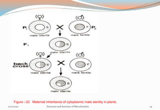 Figure :-22 Maternal inheritance of cytoplasmic male sterility in plants.
11/21/2020 Structure and function of Mitochondria 74
 