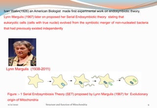 Ivan Wallin(1926) an American Biologist made first experimental work on endosymbiotic theory.
Lynn Margulis (1967) later on proposed her Serial Endosymbiotic theory stating that
eukaryotic cells (cells with true nuclei) evolved from the symbiotic merger of non-nucleated bacteria
that had previously existed independently
Lynn Margulis (1938-2011)
Figure :- 1 Serial Endosymbiosis Theory (SET) proposed by Lynn Margulis (1967) for Evolutionary
origin of Mitochondria
11/21/2020 Structure and function of Mitochondria 9
 