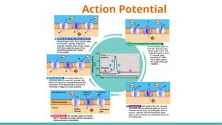 Structure and Function of Nervous System - HJR.pptx