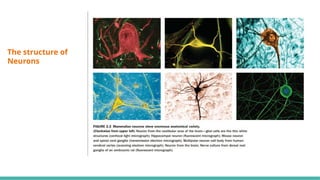 Structure and Function of Nervous System - HJR.pptx
