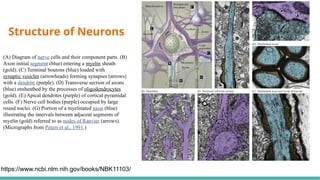 Structure and Function of Nervous System - HJR.pptx