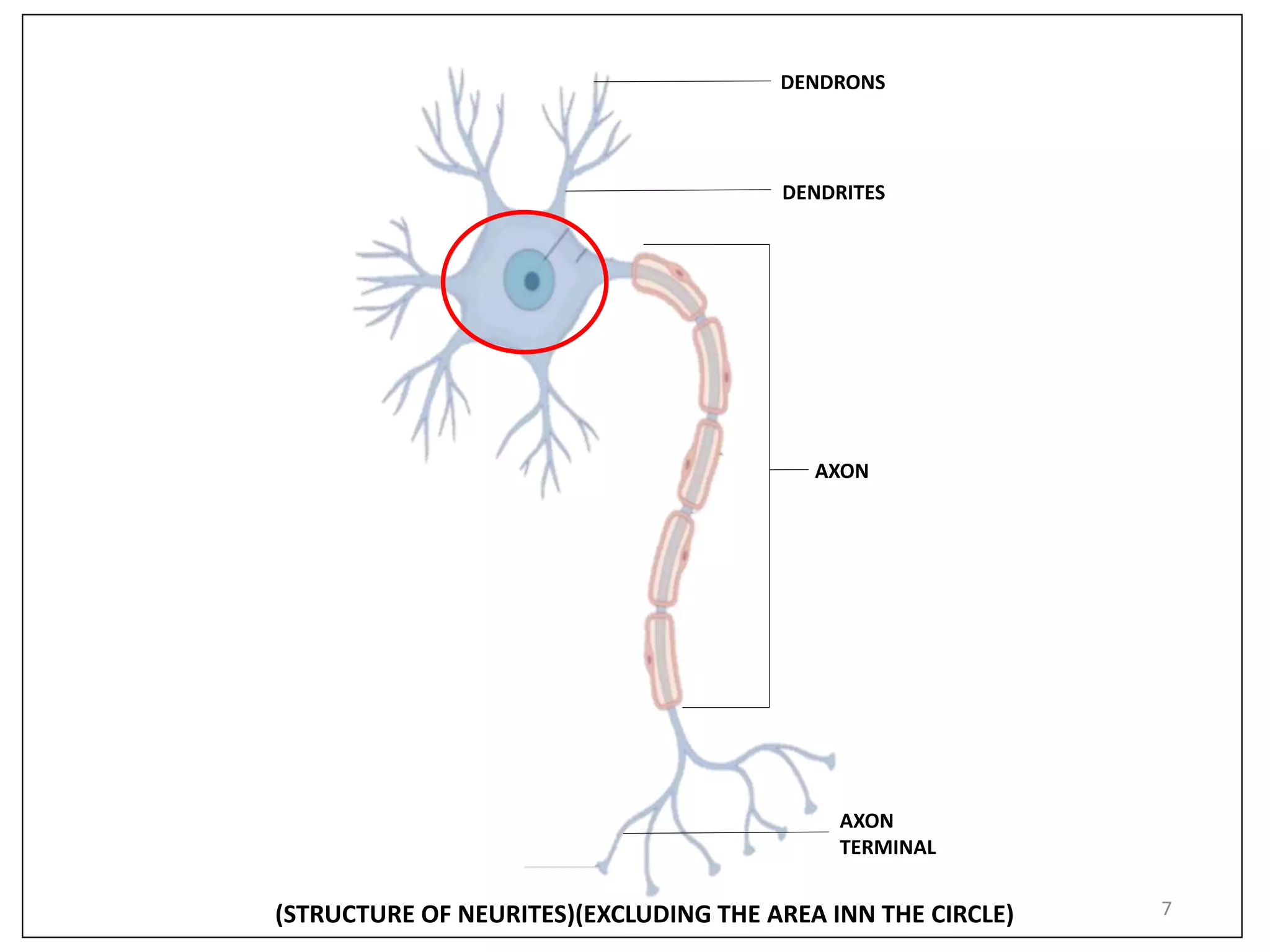 Structure and function of neuron | PPTX
