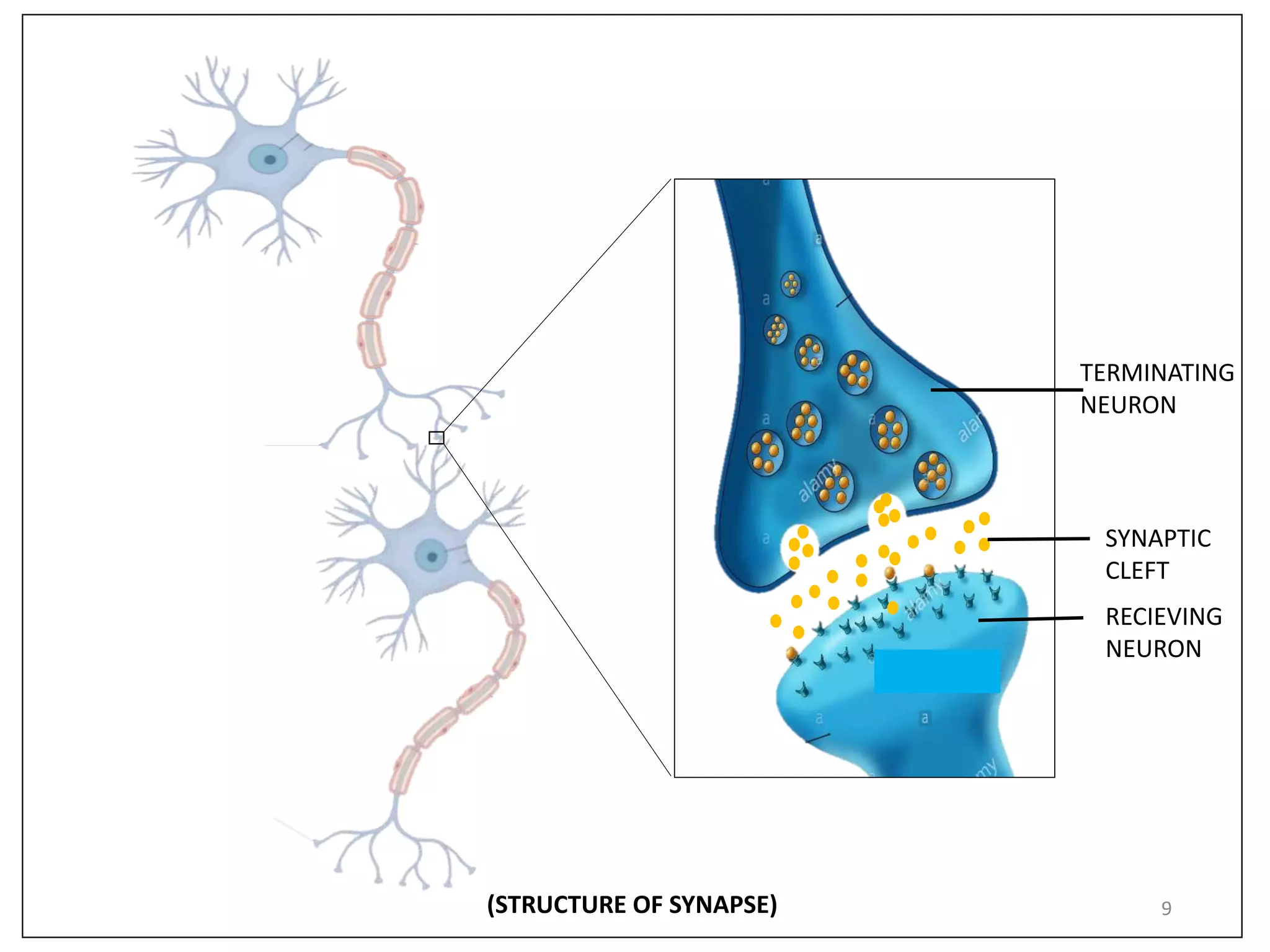 Structure and function of neuron | PPTX