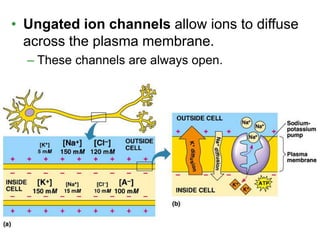 • Ungated ion channels allow ions to diffuse
across the plasma membrane.
– These channels are always open.
 