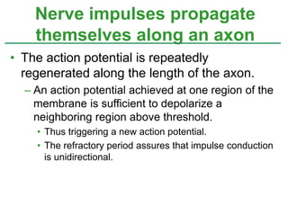 • The action potential is repeatedly
regenerated along the length of the axon.
– An action potential achieved at one region of the
membrane is sufficient to depolarize a
neighboring region above threshold.
• Thus triggering a new action potential.
• The refractory period assures that impulse conduction
is unidirectional.
Nerve impulses propagate
themselves along an axon
 
