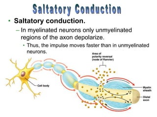 • Saltatory conduction.
– In myelinated neurons only unmyelinated
regions of the axon depolarize.
• Thus, the impulse moves faster than in unmyelinated
neurons.
 