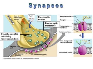 Presynaptic
neuron
Postsynaptic
membrane
Ca2+
Synaptic vesicles
containing
neurotransmitters
 