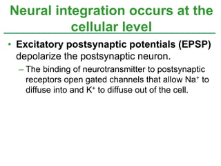 • Excitatory postsynaptic potentials (EPSP)
depolarize the postsynaptic neuron.
– The binding of neurotransmitter to postsynaptic
receptors open gated channels that allow Na+ to
diffuse into and K+ to diffuse out of the cell.
Neural integration occurs at the
cellular level
 