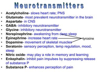 • Acetylcholine- slows heart rate; PNS
• Glutamate- most prevalent neurotransmitter in the brain
• Aspartate- in CNS
• GABA- inhibitory neurotransmitter
• Glycine- inhibitory neurotransmitter
• Norepinephrine- awakening from deep sleep
• Epinephrine- increase heart rate
• Dopamine- movement of skeletal muscles
• Seratonin- sensory perception, temp regulation, mood,
sleep
• Nitric oxide- may play a role in memory and learning
• Enkephalin- inhibit pain impulses by suppressing release
of substance P
• Substance P- enhances perception of pain
tyrosine
 