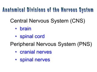 Central Nervous System (CNS)
• brain
• spinal cord
Peripheral Nervous System (PNS)
• cranial nerves
• spinal nerves
 