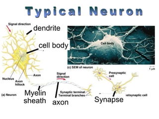 cell body
dendrite
Synapse
axon
Myelin
sheath
 