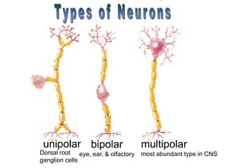 bipolar
eye, ear, & olfactory
unipolar multipolar
most abundant type in CNS
Dorsal root
ganglion cells
 