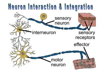 sensory
receptors
sensory
neuron
interneuron
motor
neuron
effector
 