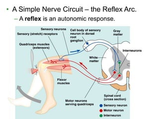 • A Simple Nerve Circuit – the Reflex Arc.
– A reflex is an autonomic response.
 
