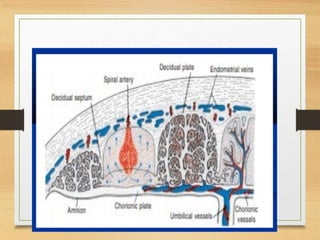 Structure and function of placenta | PPTX