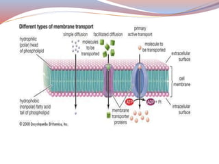Structure and function of plasma membrane 2