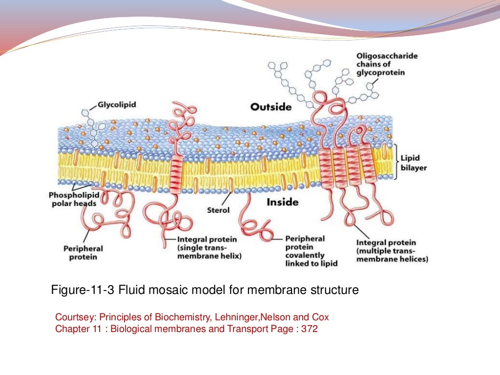Structure and function of plasma membrane 2