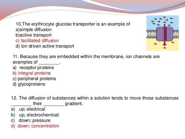Structure And Function Of Plasma Membrane 2