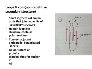 Protein Structure Loop Structure and function of proteins -.pptx