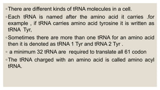 ◦There are different kinds of tRNA molecules in a cell.
◦Each tRNA is named after the amino acid it carries .for
example , if tRNA carries amino acid tyrosine it is written as
tRNA Tyr,
◦Sometimes there are more than one tRNA for an amino acid
then it is denoted as tRNA 1 Tyr and tRNA 2 Tyr .
◦ a minimum 32 tRNA are required to translate all 61 codon
◦The tRNA charged with an amino acid is called amino acyl
tRNA.
 