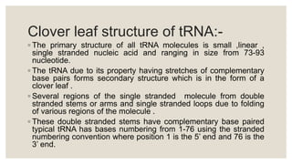 Clover leaf structure of tRNA:-
◦ The primary structure of all tRNA molecules is small ,linear ,
single stranded nucleic acid and ranging in size from 73-93
nucleotide.
◦ The tRNA due to its property having stretches of complementary
base pairs forms secondary structure which is in the form of a
clover leaf .
◦ Several regions of the single stranded molecule from double
stranded stems or arms and single stranded loops due to folding
of various regions of the molecule .
◦ These double stranded stems have complementary base paired
typical tRNA has bases numbering from 1-76 using the stranded
numbering convention where position 1 is the 5’ end and 76 is the
3’ end.
 