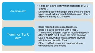 • It lies an extra arm which consists of 3-21
bases .
• Depending upon the length extra arms are of two
types, small extra arm with 3-5 bases and other a
large arm having 13-21 bases .
An extra arm
• It has modified base pseudouridne ψ
• It has a 5 base pair stem with a loop .
• There are 50 different types of modified bases in
different tRNA but 4 bases are more common .
• One is ribothymidine which contains thymine
which is not found in RNA .
• Other modified bases are pseudouridine ψ ,
dihydrouridine and inosine
T-arm or Tψ C
arm
 