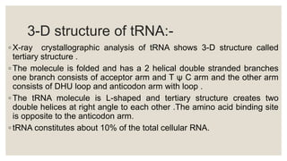 3-D structure of tRNA:-
◦ X-ray crystallographic analysis of tRNA shows 3-D structure called
tertiary structure .
◦ The molecule is folded and has a 2 helical double stranded branches
one branch consists of acceptor arm and T ψ C arm and the other arm
consists of DHU loop and anticodon arm with loop .
◦ The tRNA molecule is L-shaped and tertiary structure creates two
double helices at right angle to each other .The amino acid binding site
is opposite to the anticodon arm.
◦ tRNA constitutes about 10% of the total cellular RNA.
 