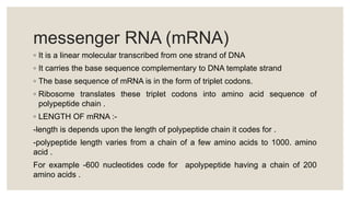 messenger RNA (mRNA)
◦ It is a linear molecular transcribed from one strand of DNA
◦ It carries the base sequence complementary to DNA template strand
◦ The base sequence of mRNA is in the form of triplet codons.
◦ Ribosome translates these triplet codons into amino acid sequence of
polypeptide chain .
◦ LENGTH OF mRNA :-
-length is depends upon the length of polypeptide chain it codes for .
-polypeptide length varies from a chain of a few amino acids to 1000. amino
acid .
For example -600 nucleotides code for apolypeptide having a chain of 200
amino acids .
 