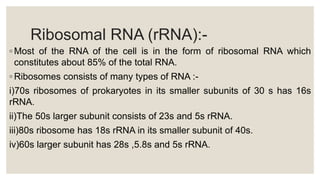 Ribosomal RNA (rRNA):-
◦ Most of the RNA of the cell is in the form of ribosomal RNA which
constitutes about 85% of the total RNA.
◦ Ribosomes consists of many types of RNA :-
i)70s ribosomes of prokaryotes in its smaller subunits of 30 s has 16s
rRNA.
ii)The 50s larger subunit consists of 23s and 5s rRNA.
iii)80s ribosome has 18s rRNA in its smaller subunit of 40s.
iv)60s larger subunit has 28s ,5.8s and 5s rRNA.
 
