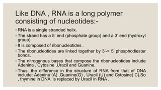 Like DNA , RNA is a long polymer
consisting of nucleotides:-
◦ RNA is a single stranded helix.
◦ The strand has a 5’ end (phosphate group) and a 3’ end (hydroxyl
group).
◦ It is composed of ribonucleotides .
◦ The ribonucleotides are linked together by 3’-> 5’ phosphodiester
bonds.
◦ The nitrogenous bases that compose the ribonucleotides include
Adenine , Cytosine ,Uracil and Guanine.
◦ Thus, the difference in the structure of RNA from that of DNA
include: Adenine (A) ,Guanine(G) , Uracil (U) and Cytosine( C).So
, thymine in DNA is replaced by Uracil in RNA .
 