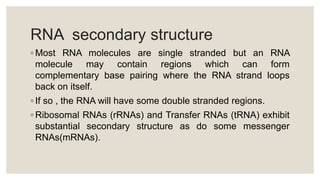 RNA secondary structure
◦ Most RNA molecules are single stranded but an RNA
molecule may contain regions which can form
complementary base pairing where the RNA strand loops
back on itself.
◦ If so , the RNA will have some double stranded regions.
◦ Ribosomal RNAs (rRNAs) and Transfer RNAs (tRNA) exhibit
substantial secondary structure as do some messenger
RNAs(mRNAs).
 