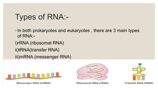 Types of RNA:-
◦ In both prokaryotes and eukaryotes , there are 3 main types
of RNA:-
i)rRNA (ribosomal RNA)
ii)tRNA(transfer RNA)
iii)mRNA (messenger RNA)
 