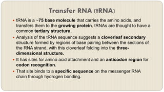 Trna Single Stranded RNA | PPT
