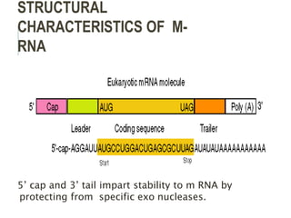 Structure and function of RNA.pptx