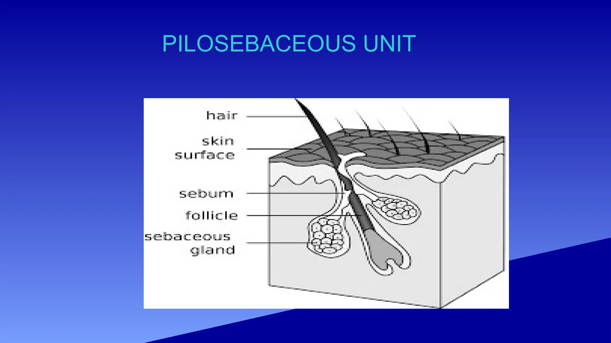 PILOSEBACEOUS UNIT
 