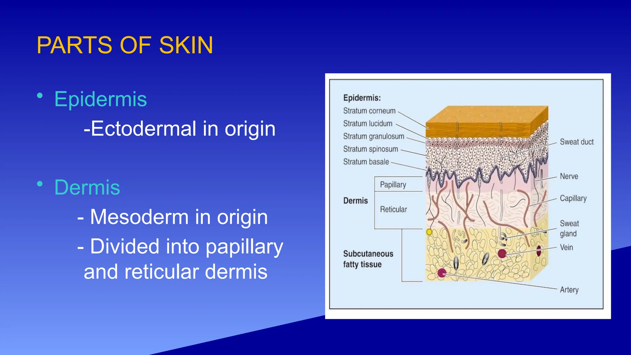 PARTS OF SKIN
• Epidermis
-Ectodermal in origin
• Dermis
- Mesoderm in origin
- Divided into papillary
and reticular dermis
 