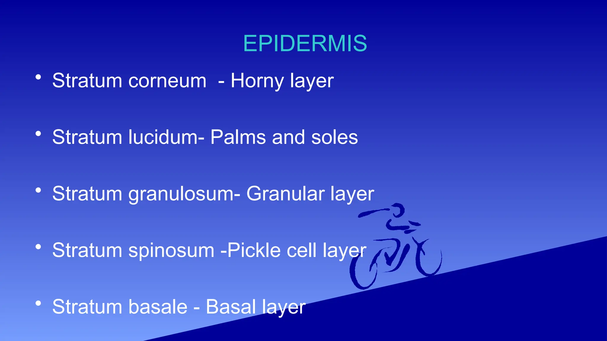 EPIDERMIS
• Stratum corneum - Horny layer
• Stratum lucidum- Palms and soles
• Stratum granulosum- Granular layer
• Stratum spinosum -Pickle cell layer
• Stratum basale - Basal layer
 