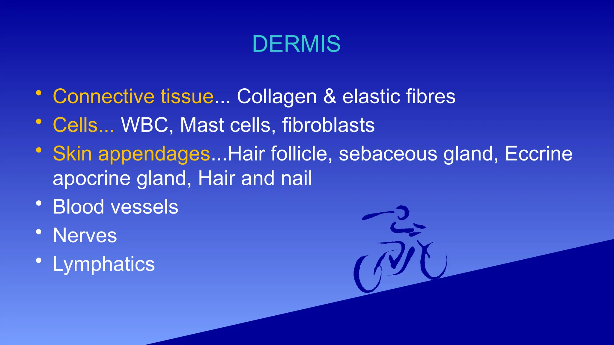 DERMIS
• Connective tissue... Collagen & elastic fibres
• Cells... WBC, Mast cells, fibroblasts
• Skin appendages...Hair follicle, sebaceous gland, Eccrine
apocrine gland, Hair and nail
• Blood vessels
• Nerves
• Lymphatics
 