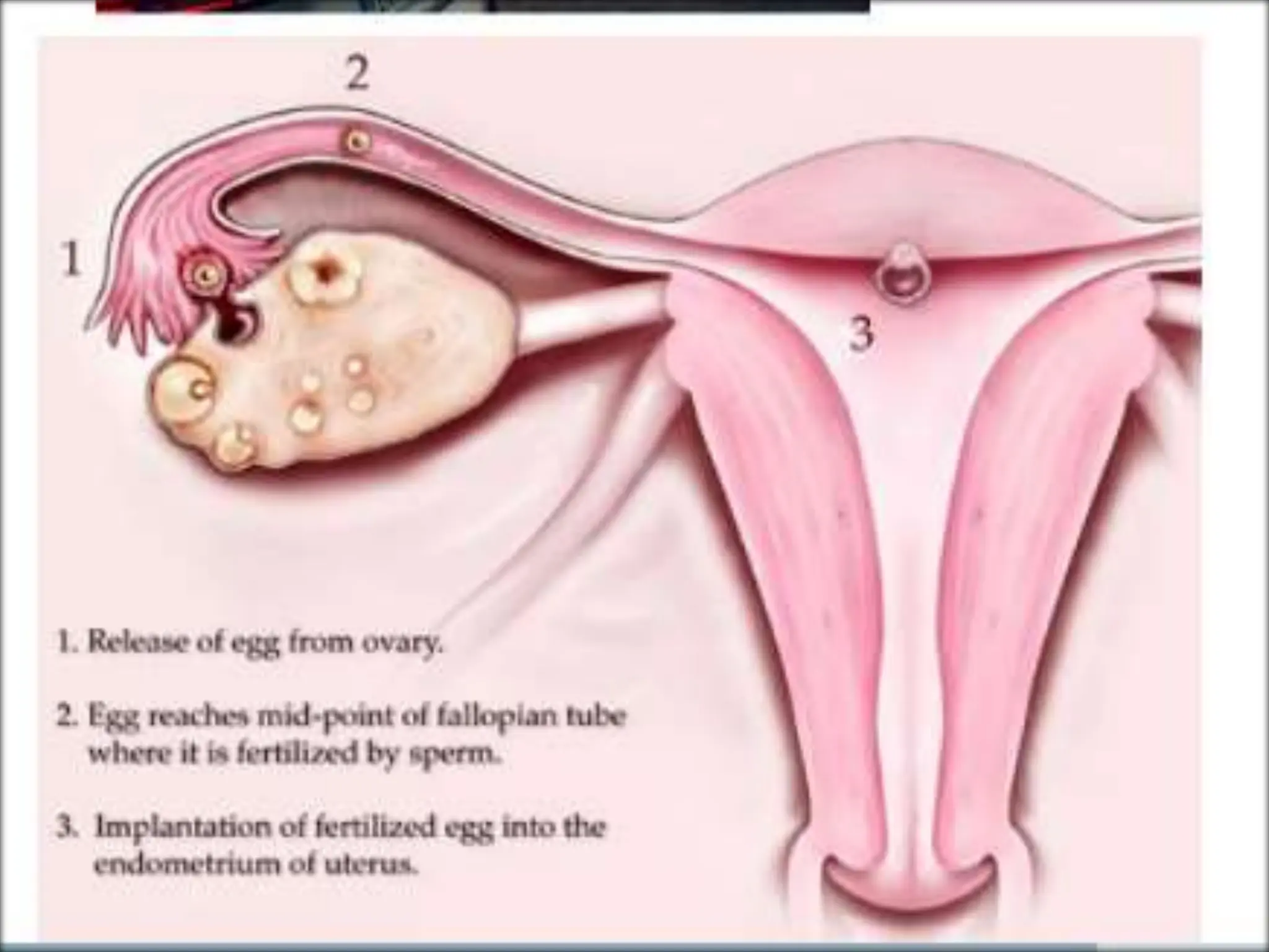 STRUCTURE AND FUNCTION OF THE FEMALE REPRODUCTIVE SYSTEM.pptx
