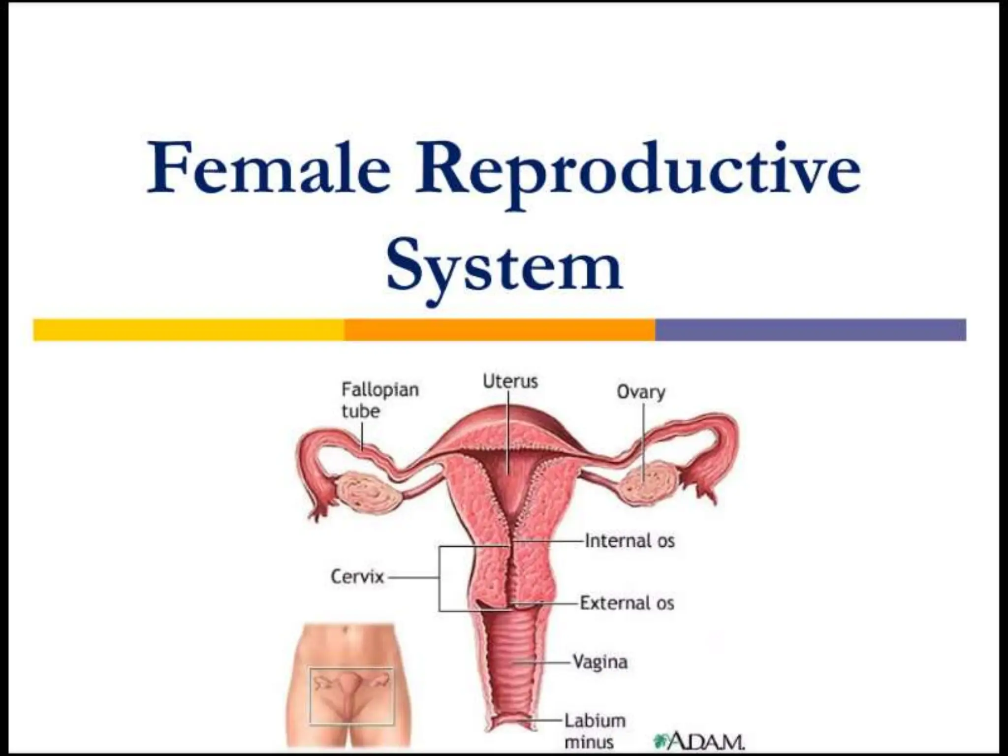 STRUCTURE AND FUNCTION OF THE FEMALE REPRODUCTIVE SYSTEM.pptx