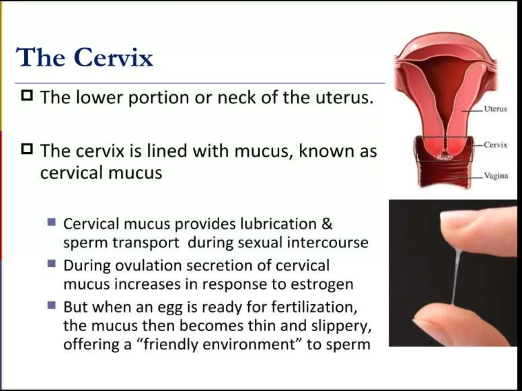 STRUCTURE AND FUNCTION OF THE FEMALE REPRODUCTIVE SYSTEM.pptx