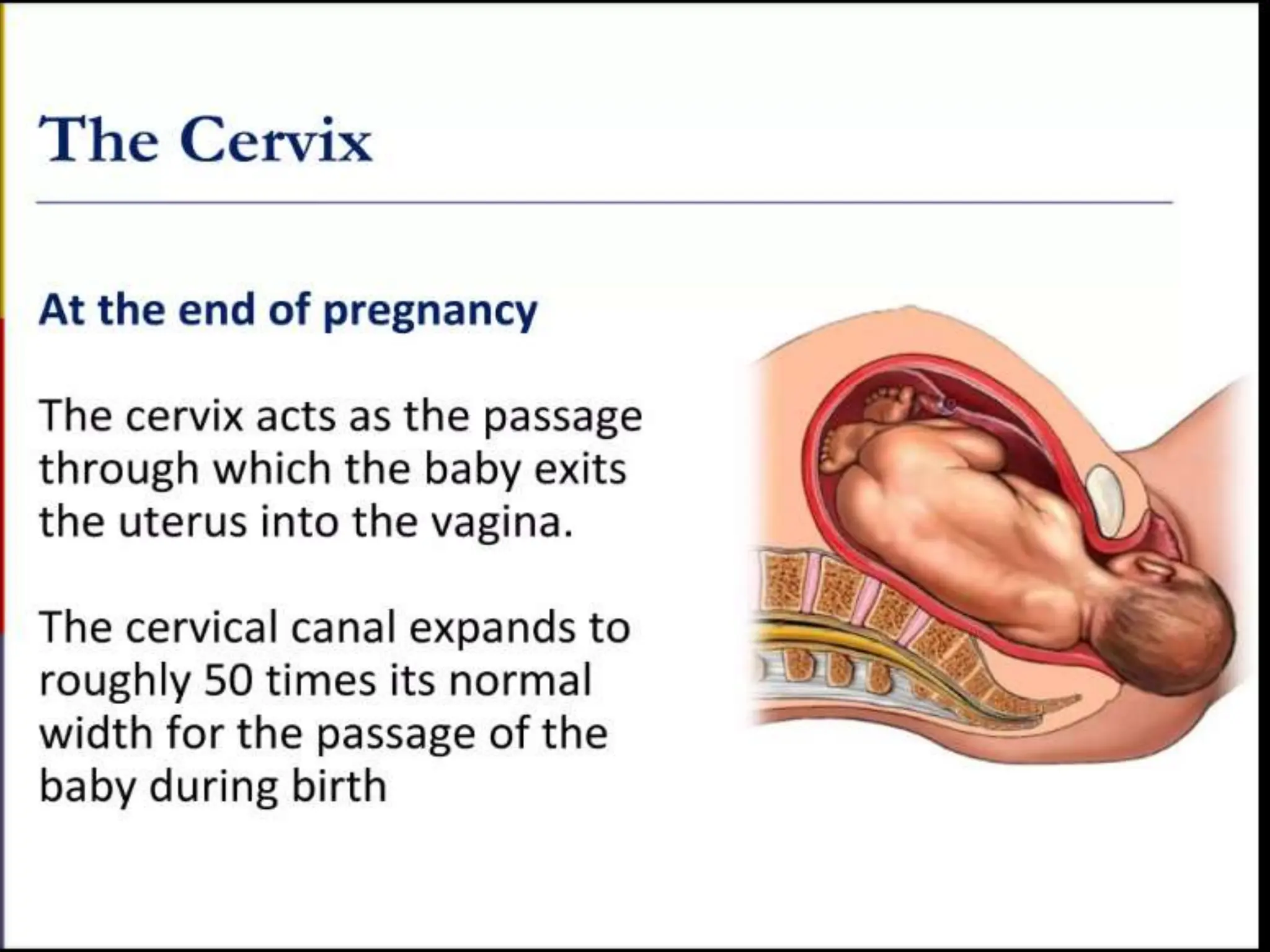 STRUCTURE AND FUNCTION OF THE FEMALE REPRODUCTIVE SYSTEM.pptx