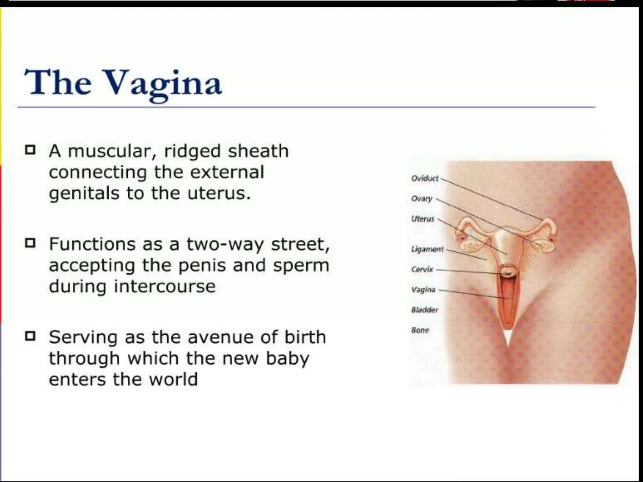 STRUCTURE AND FUNCTION OF THE FEMALE REPRODUCTIVE SYSTEM.pptx