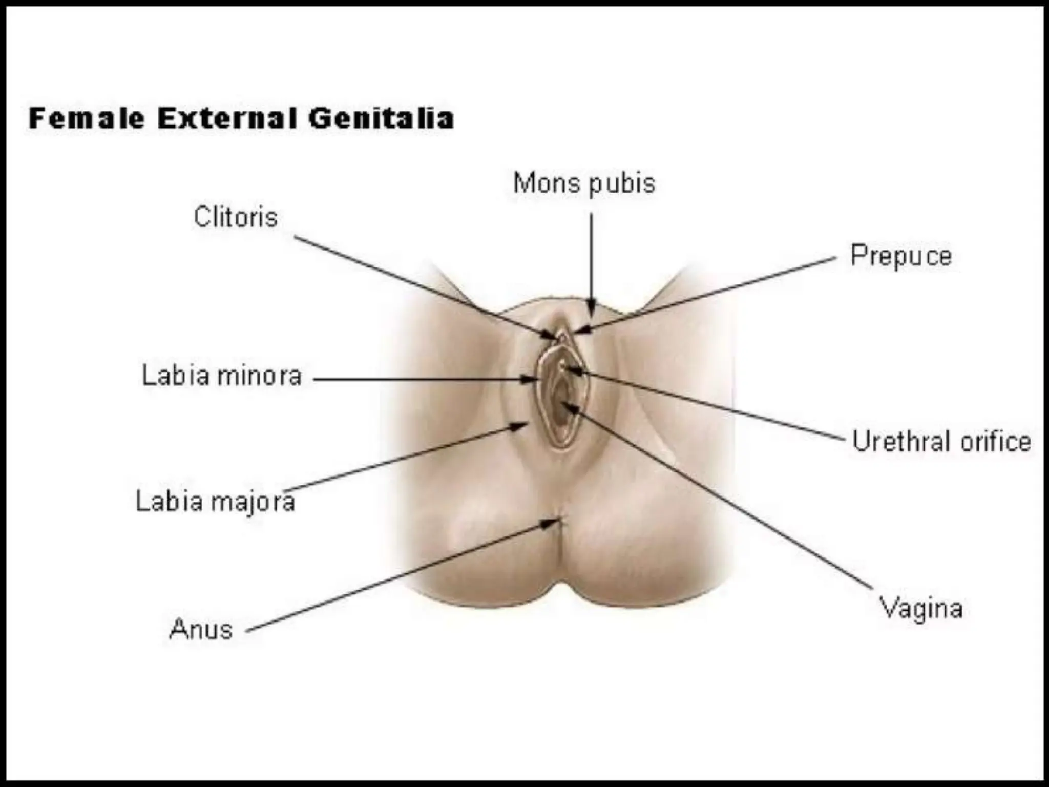 STRUCTURE AND FUNCTION OF THE FEMALE REPRODUCTIVE SYSTEM.pptx