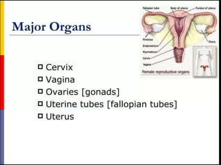 STRUCTURE AND FUNCTION OF THE FEMALE REPRODUCTIVE SYSTEM.pptx