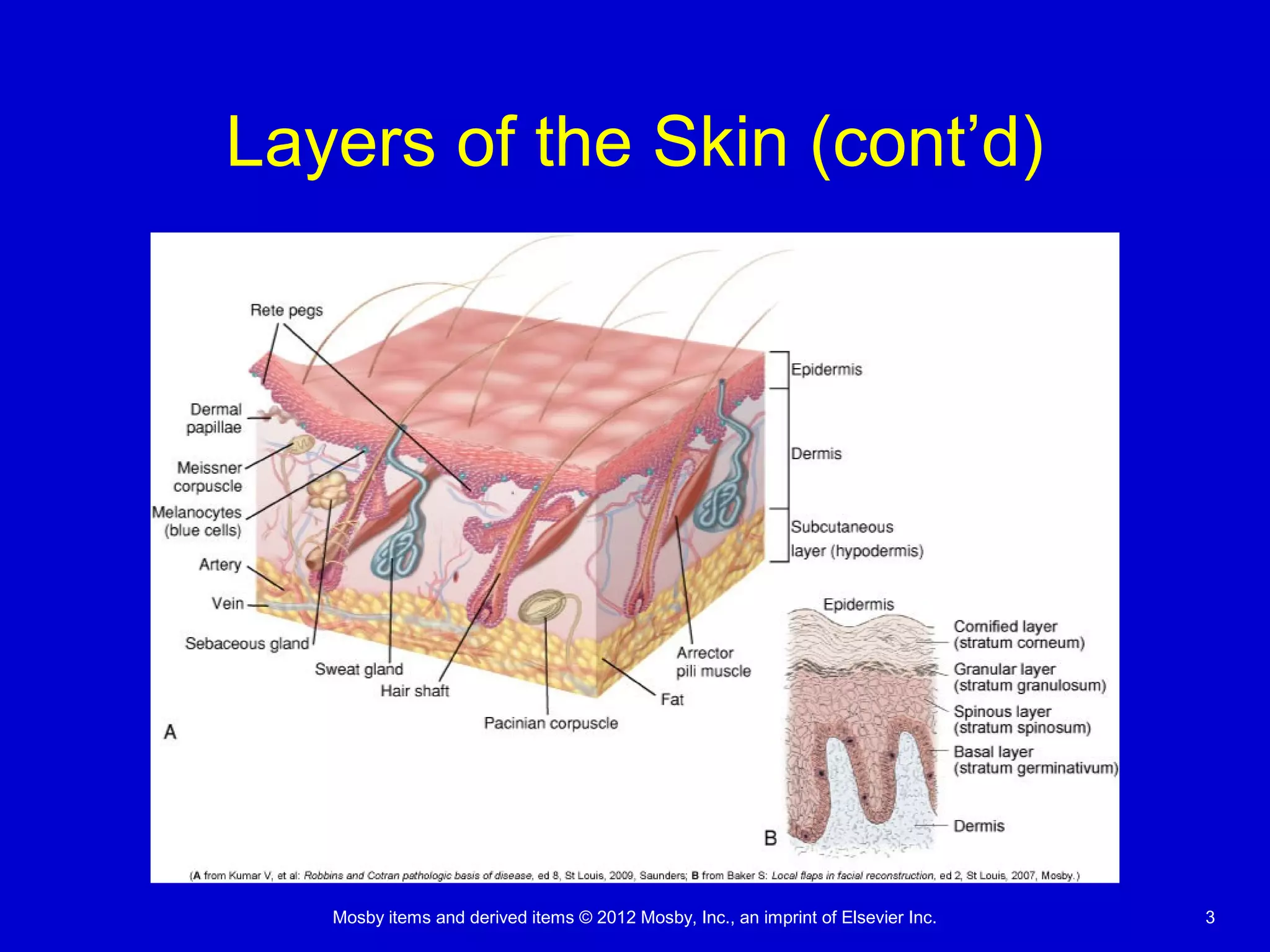 Mosby items and derived items © 2012 Mosby, Inc., an imprint of Elsevier Inc. 3
Layers of the Skin (cont’d)
 